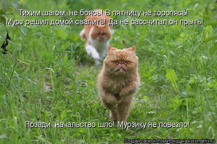 Котоматрица: Тихим шагом, не боясь! В пятницу не торопясь! Мурз решил домой свалить! Да не рассчитал он прыть! Позади  начальство шло! Мурзику не повезло!