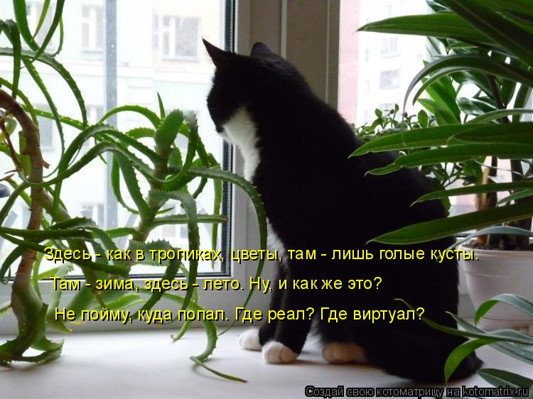 Котоматрица: Здесь - как в тропиках, цветы, там - лишь голые кусты. Там - зима, здесь - лето. Ну, и как же это? Не пойму, куда попал. Где реал? Где виртуал?