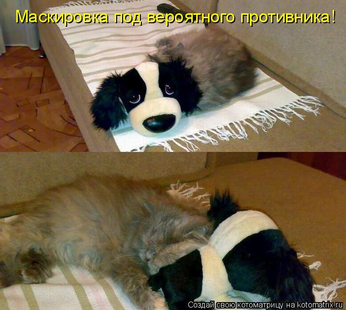 Котоматрица: Маскировка под вероятного противника!