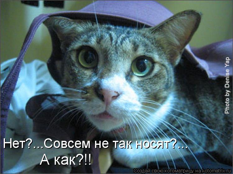 Котоматрица: Нет?...Совсем не так носят?... А как?!!