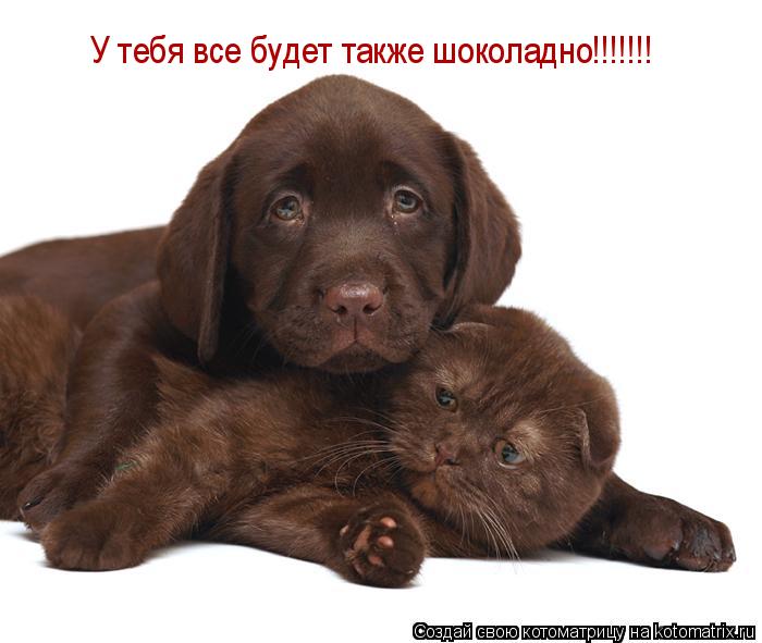 Котоматрица: У тебя все будет также шоколадно!!!!!!!