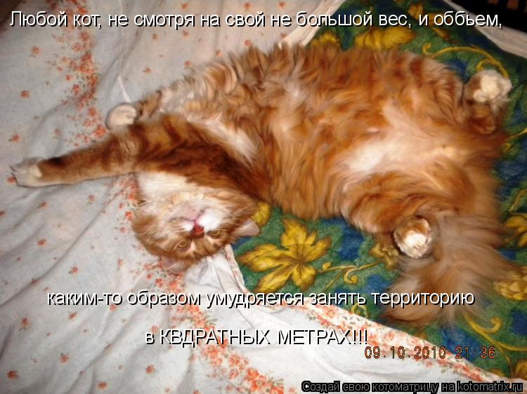 Котоматрица: Любой кот, не смотря на свой не большой вес, и оббьем,  каким-то образом умудряется занять территорию в КВДРАТНЫХ МЕТРАХ!!!