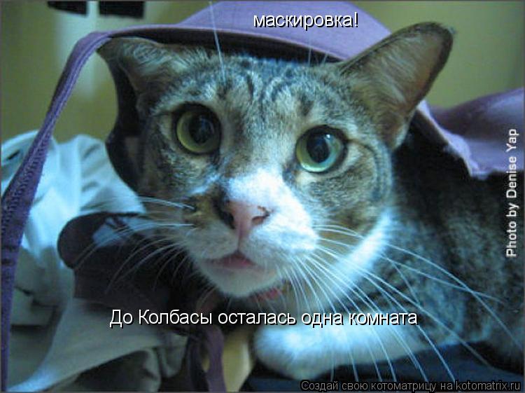 Котоматрица: маскировка! До Колбасы осталась одна комната