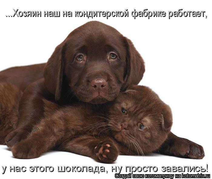 Котоматрица: ...Хозяин наш на кондитерской фабрике работает, у нас этого шоколада, ну просто завались!