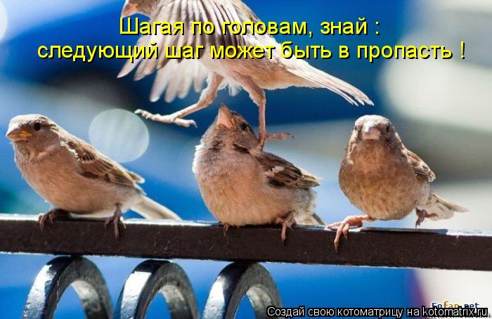 Котоматрица: Шагая по головам, знай : следующий шаг может быть в пропасть !