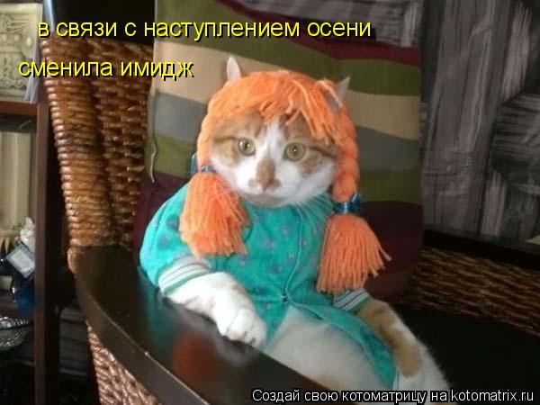 Котоматрица: в связи с наступлением осени сменила имидж