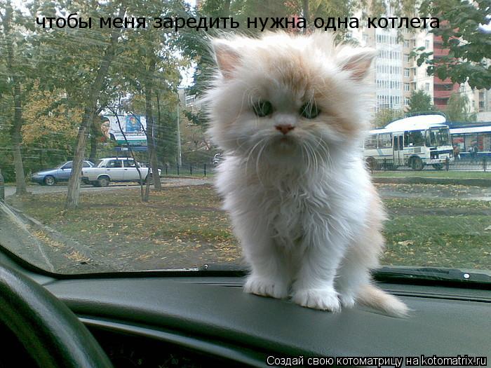 Котоматрица: чтобы меня заредить нужна одна котлета