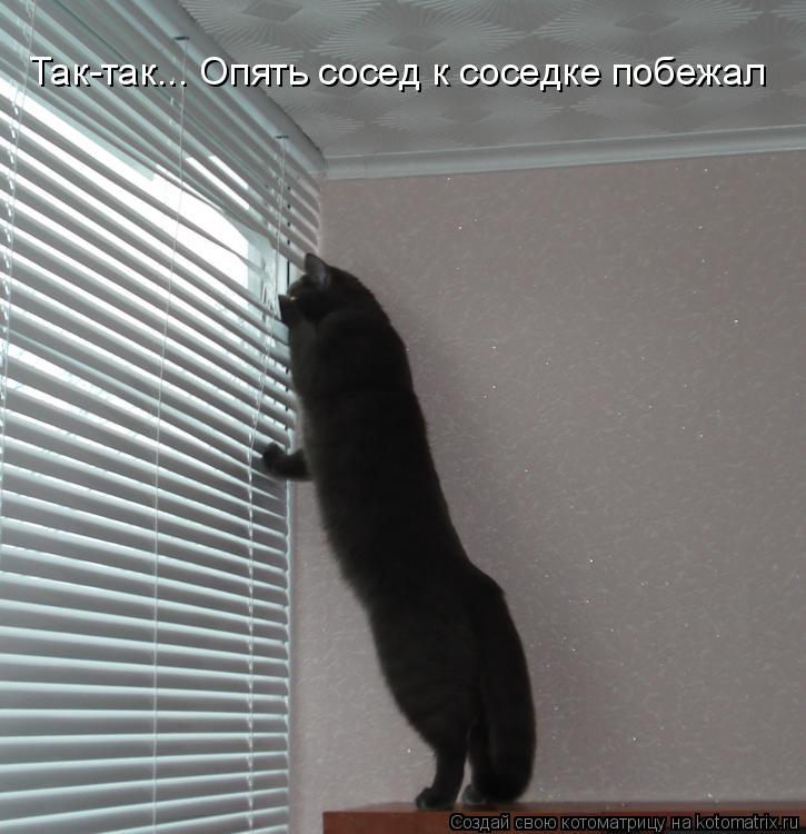 Котоматрица: Так-так... Опять сосед к соседке побежал
