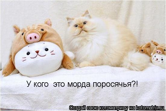 Котоматрица: У кого  это морда поросячья?!