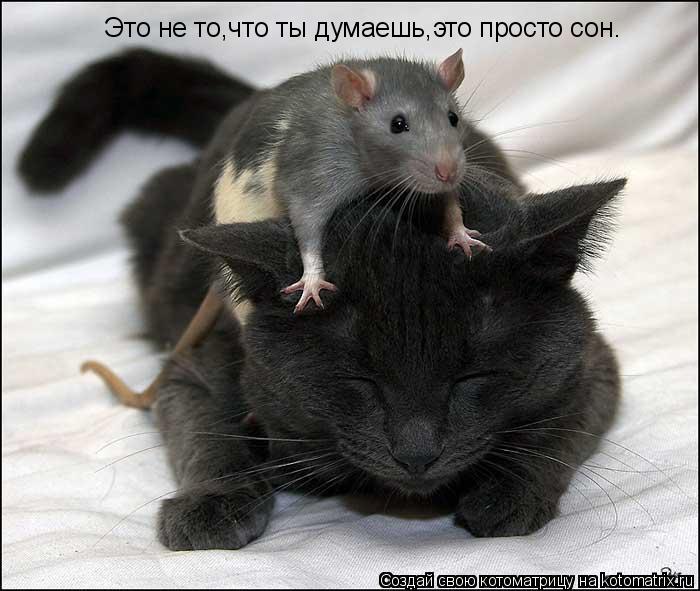 Котоматрица: Это не то,что ты думаешь,это просто сон.