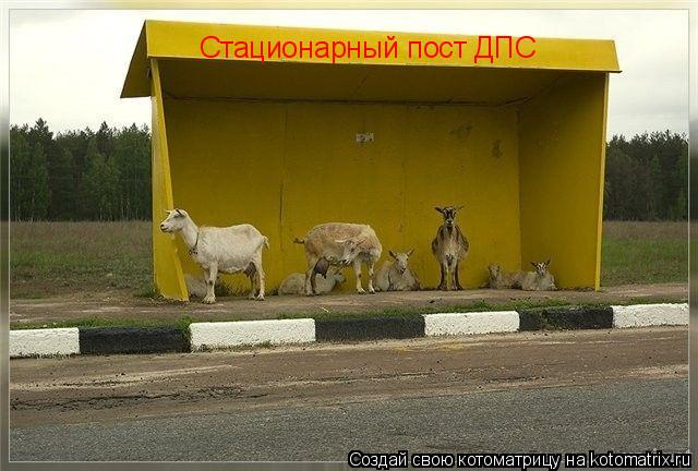 Котоматрица: Стационарный пост ДПС