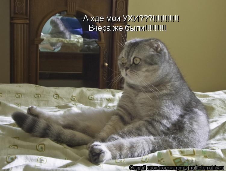 Котоматрица: -А хде мои УХИ???!!!!!!!!!!! Вчера же были!!!!!!!!!