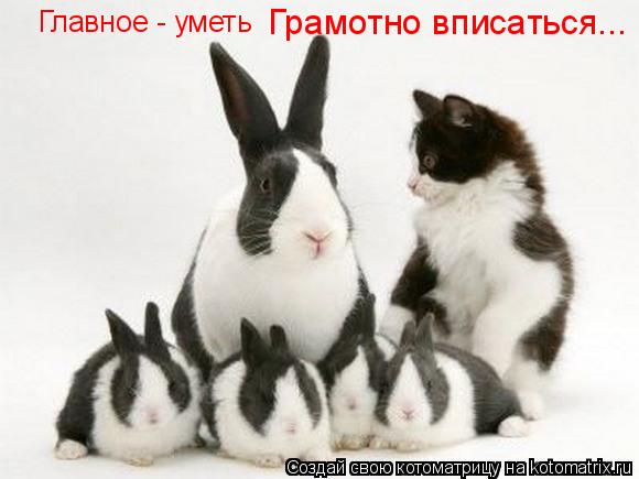 Котоматрица: Главное - уметь Грамотно вписаться...