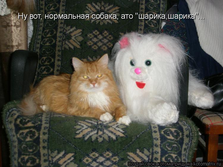 Ну вот, нормальная собака, ато "шарика,шарика"...... Котоматрица: Ну вот, нормальная собака, ато "шарика,шарика"...