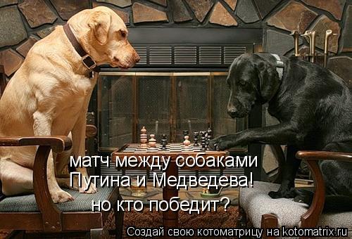 матч между собаками Путина и Медведева! но кто победит?... Котоматрица: матч между собаками Путина и Медведева! но кто победит?