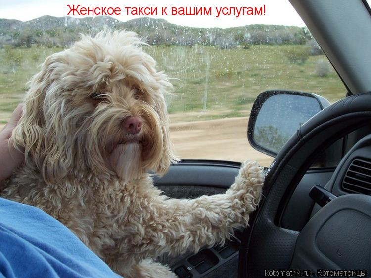 Котоматрица: Женское такси к вашим услугам!