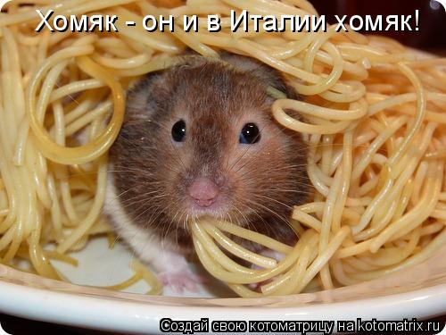 Хомяк - он и в Италии хомяк!... Котоматрица: Хомяк - он и в Италии хомяк!