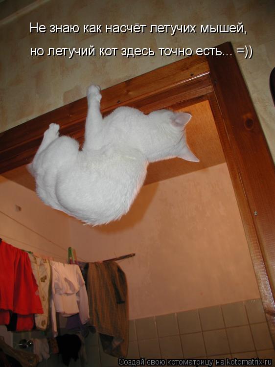 Не знаю как насчёт летучих мышей, но летучий кот здесь точно есть... =))... Котоматрица: Не знаю как насчёт летучих мышей, но летучий кот здесь точно есть... =))