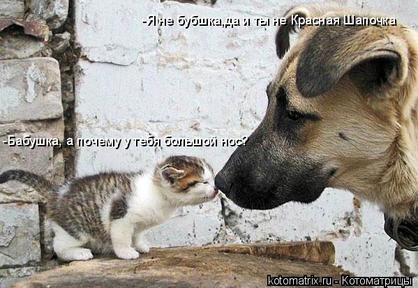Котоматрица: -Бабушка, а почему у тебя большой нос? -Я не бубшка,да и ты не Красная Шапочка