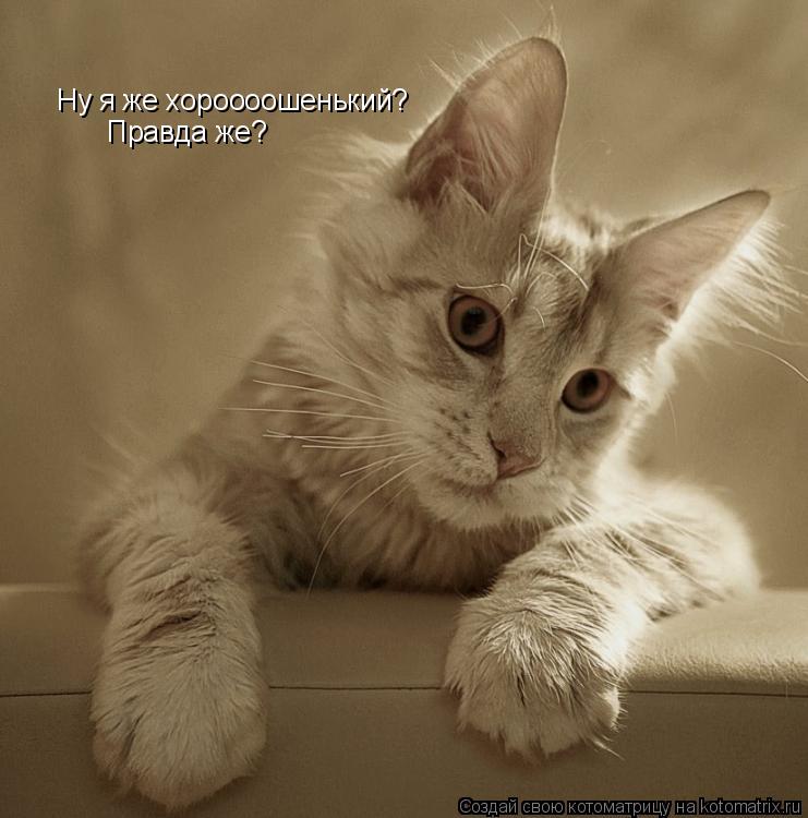 Котоматрица: Ну я же хороооошенький? Правда же?