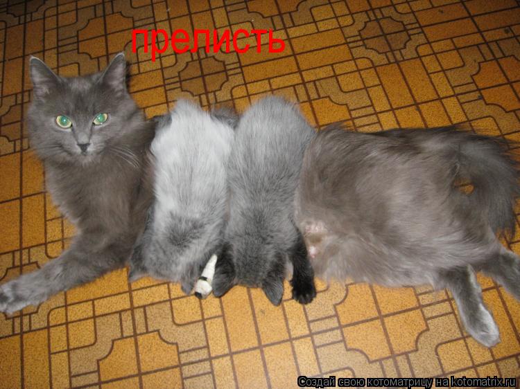 Котоматрица: прелисть