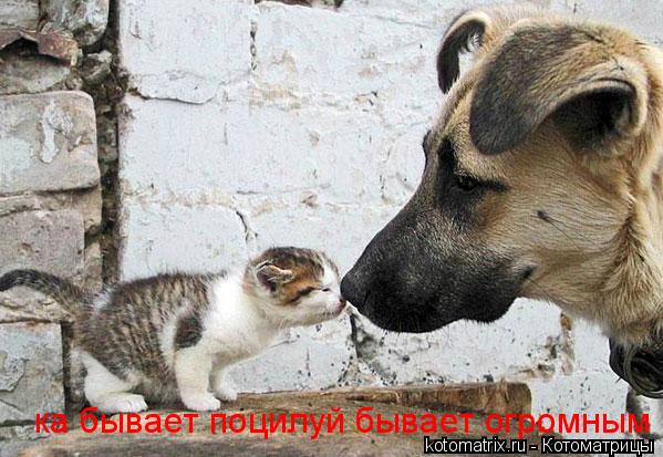 Котоматрица: ка бывает поцилуй бывает огромным
