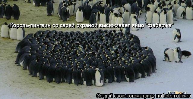 Котоматрица: Король-пингвин со своей охраной высиживает яйцо "фаберже"