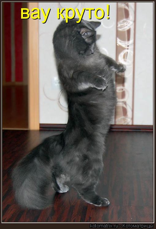 Котоматрица: вау круто!