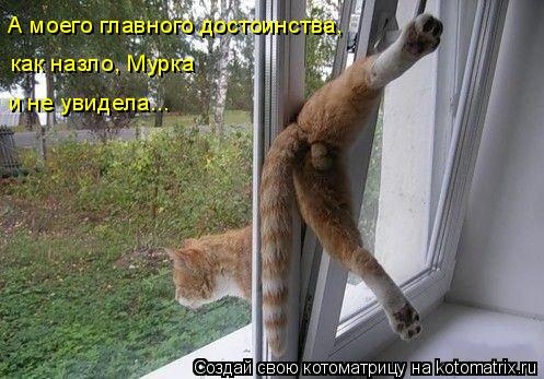 Котоматрица: А моего главного достоинства, как назло, Мурка и не увидела...