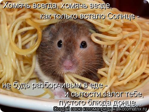 Котоматрица: как только встало Солнце - Хомячь всегда, хомячь везде, не будь разборчивым в еде - пустого блюда донце... и сытости залог тебе,