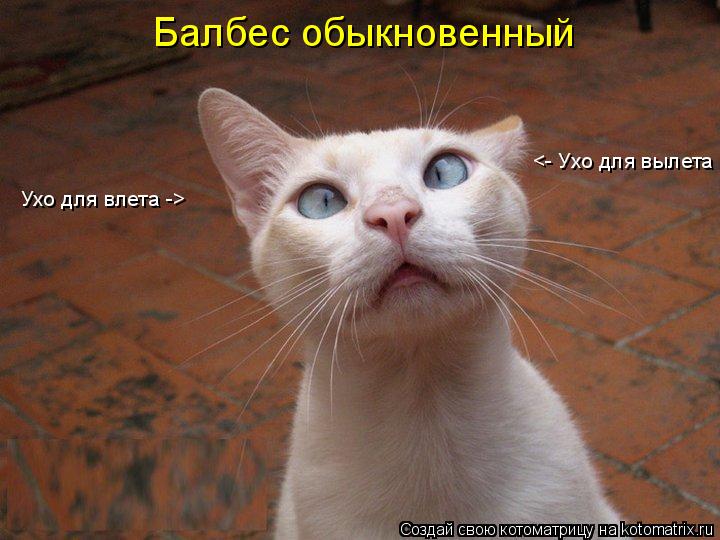 Котоматрица: Ухо для влета -> <- Ухо для вылета Балбес обыкновенный