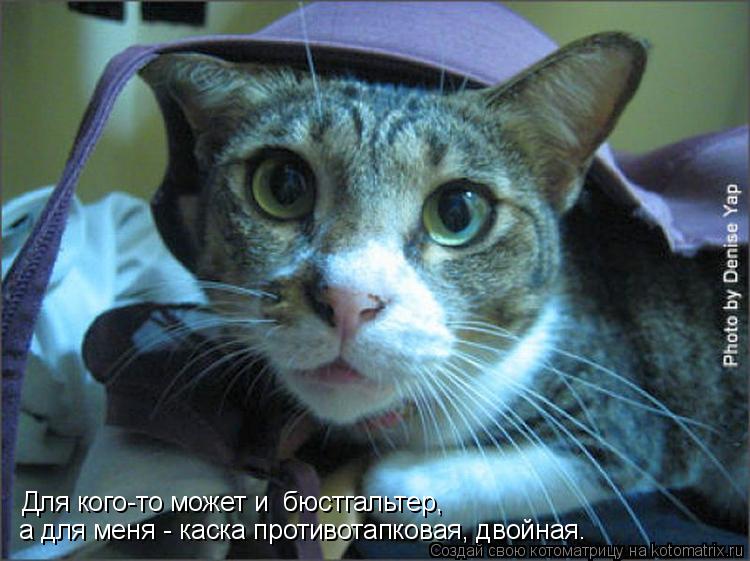 Котоматрица: Для кого-то может и  бюстгальтер,  а для меня - каска противотапковая, двойная.