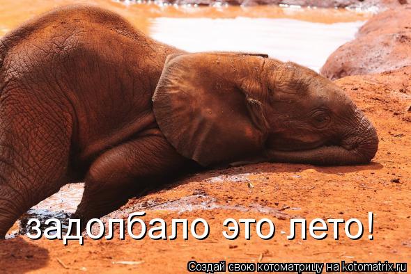 Котоматрица: задолбало это лето!