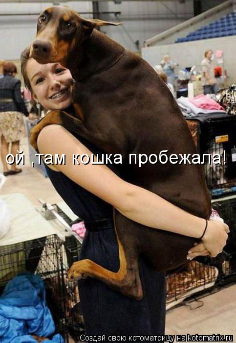 Котоматрица: ой ,там кошка пробежала!