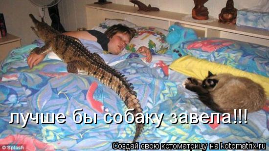 Котоматрица: лучше бы собаку завела!!!