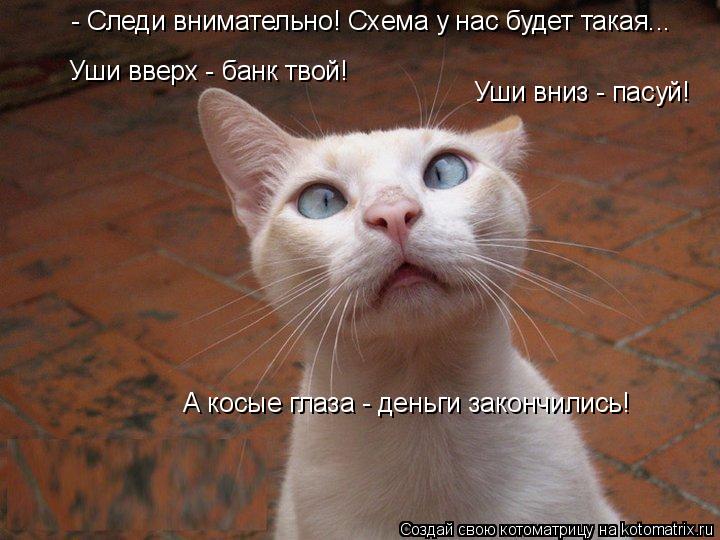 Котоматрица: - Следи внимательно! Схема у нас будет такая... Уши вниз - пасуй! Уши вверх - банк твой! А косые глаза - деньги закончились!