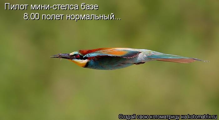 Котоматрица: 8.00 полет нормальный... Пилот мини-стелса базе