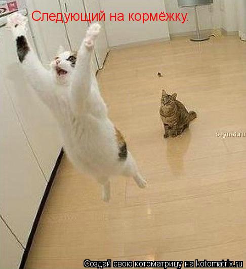 Котоматрица: Следующий на кормёжку.