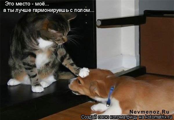 Котоматрица: Это место - моё... а ты лучше гармонируешь с полом...