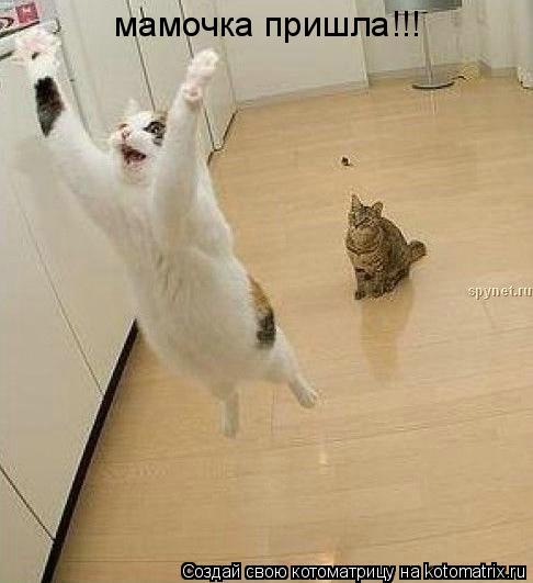 Котоматрица: мамочка пришла!!!