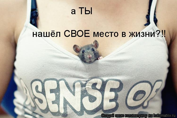 Котоматрица: а ТЫ нашёл СВОЕ место в жизни?!!