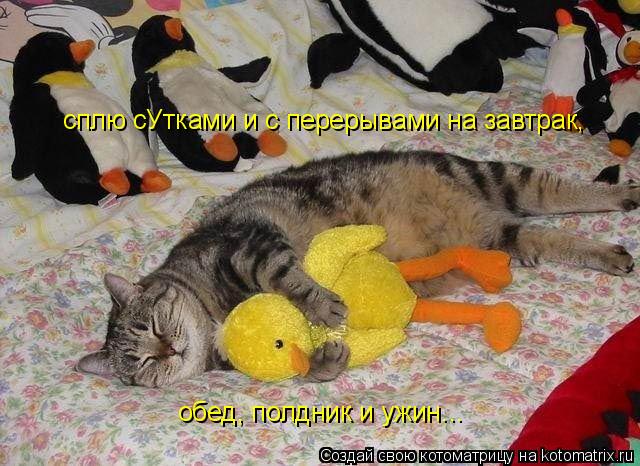 Котоматрица: сплю сУтками и с перерывами на завтрак, обед, полдник и ужин...