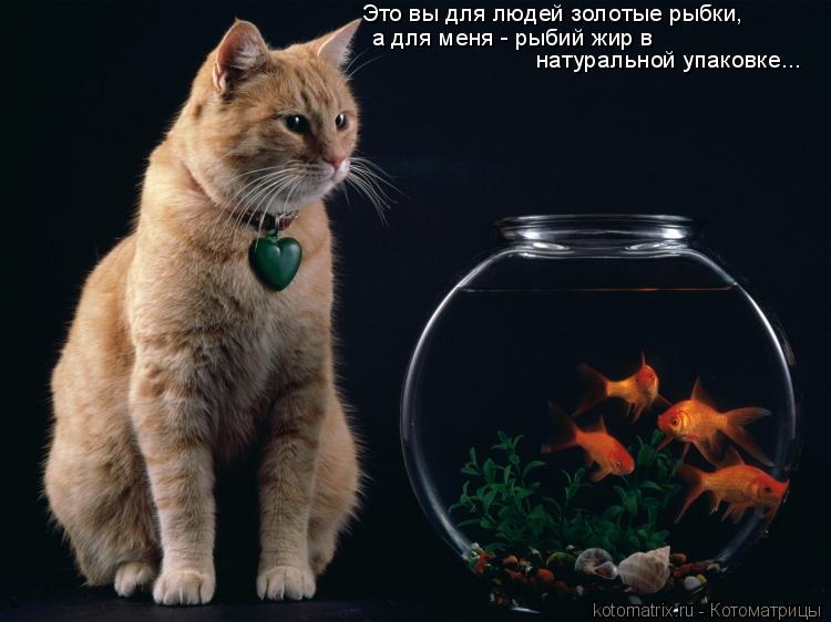 Котоматрица: Это вы для людей золотые рыбки, а для меня - рыбий жир в  натуральной упаковке...