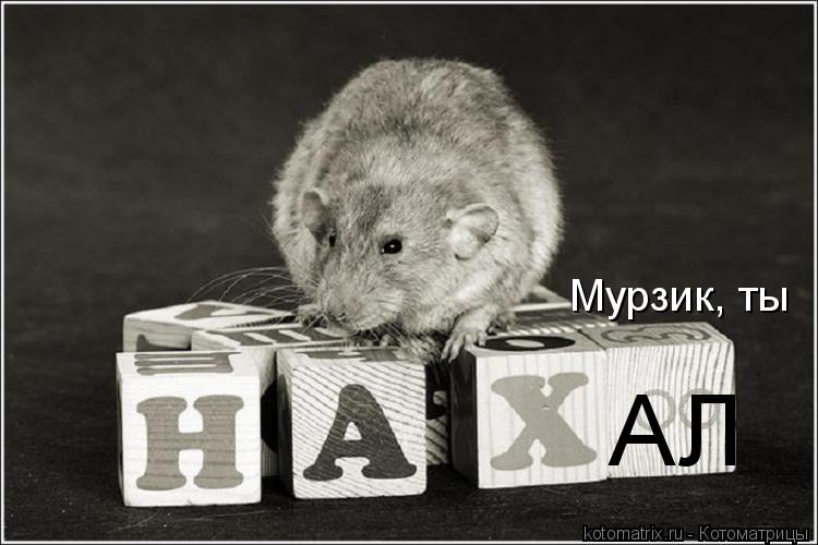 Котоматрица: АЛ Мурзик, ты