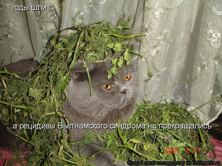 Котоматрица: годы шли... ...а рецидивы Вьетнамского синдрома не прекращались