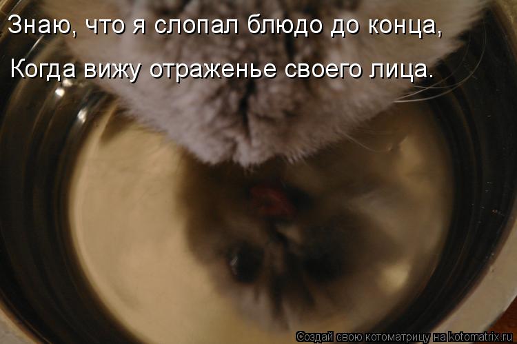 Котоматрица: Знаю, что я слопал блюдо до конца, Когда вижу отраженье своего лица.