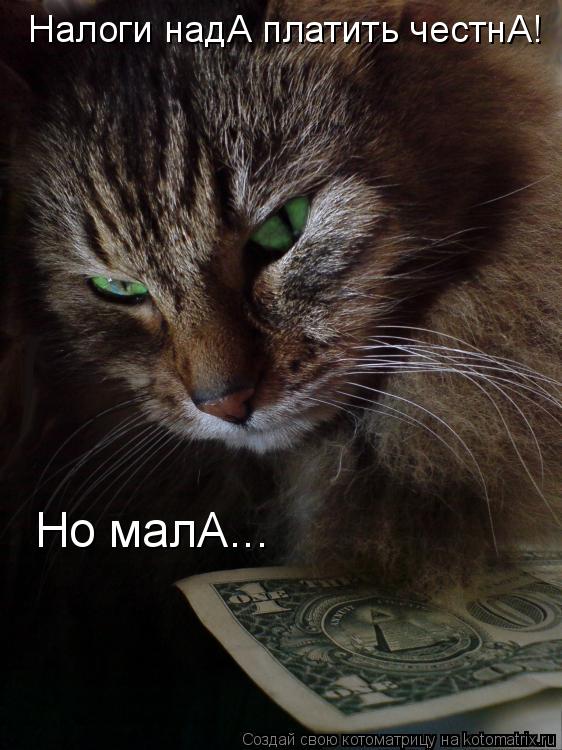 Котоматрица: Налоги надА платить честнА! Но малА...