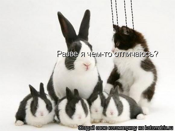 Котоматрица: ------------ ------------ ------------ ------------ Разве я чем-то отличаюсь?