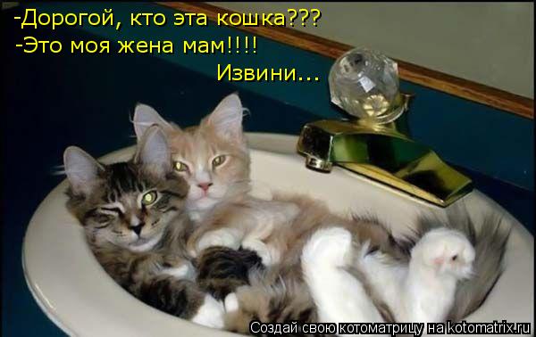 -Дорогой, кто эта кошка??? -Это моя жена мам!!!! Извини...... Котоматрица: -Дорогой, кто эта кошка??? -Это моя жена мам!!!! Извини...