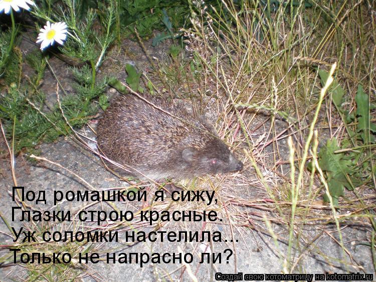 Котоматрица: Под ромашкой я сижу, Глазки строю красные. Уж соломки настелила... Только не напрасно ли?